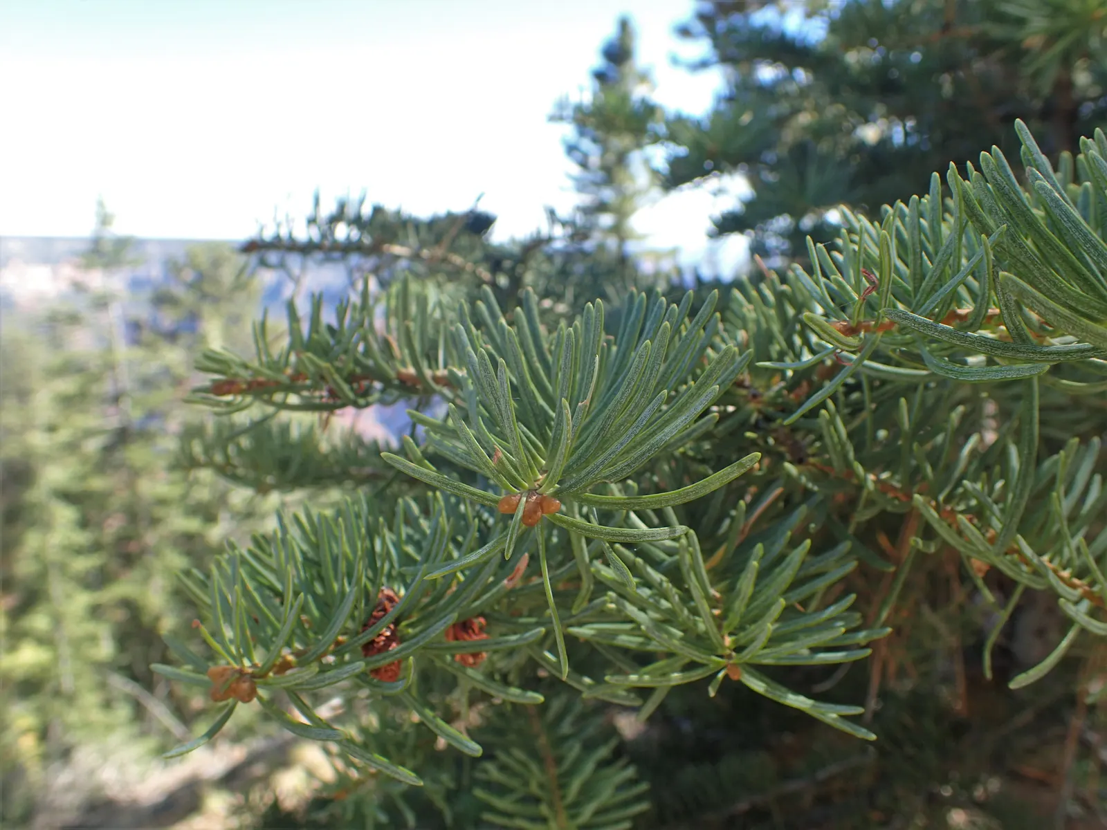 White Fir (Abies Concolor) — is prized for its uniform