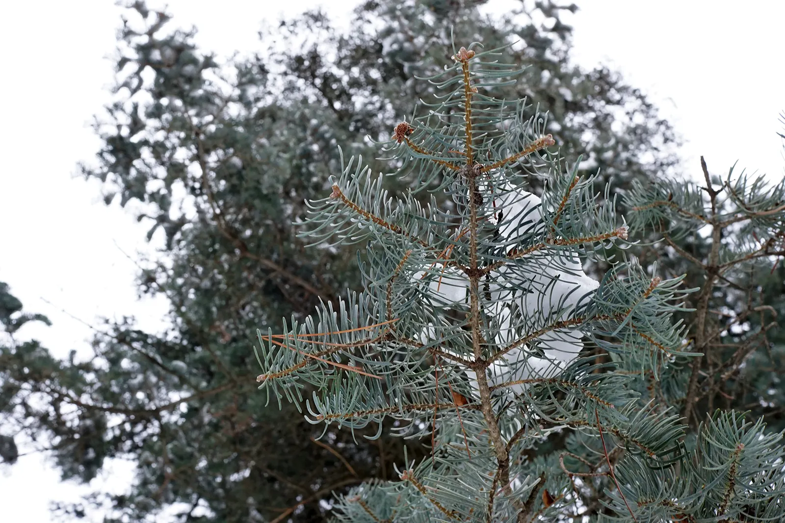 White Fir (Abies Concolor) — It prefers full sun to partial shade with well-drained soil; its attractive blue-green needles, which are 2 to 3, image 48