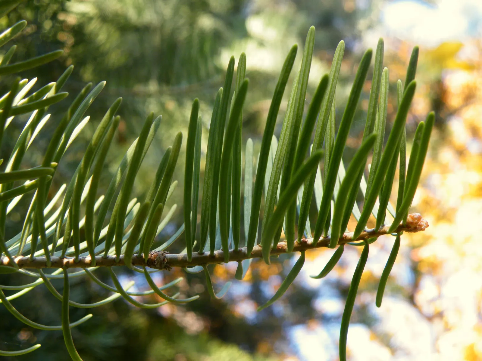 White Fir (Abies Concolor) — This species is noteworthy for its drought tolerance once established; with no serious problems commonly associated