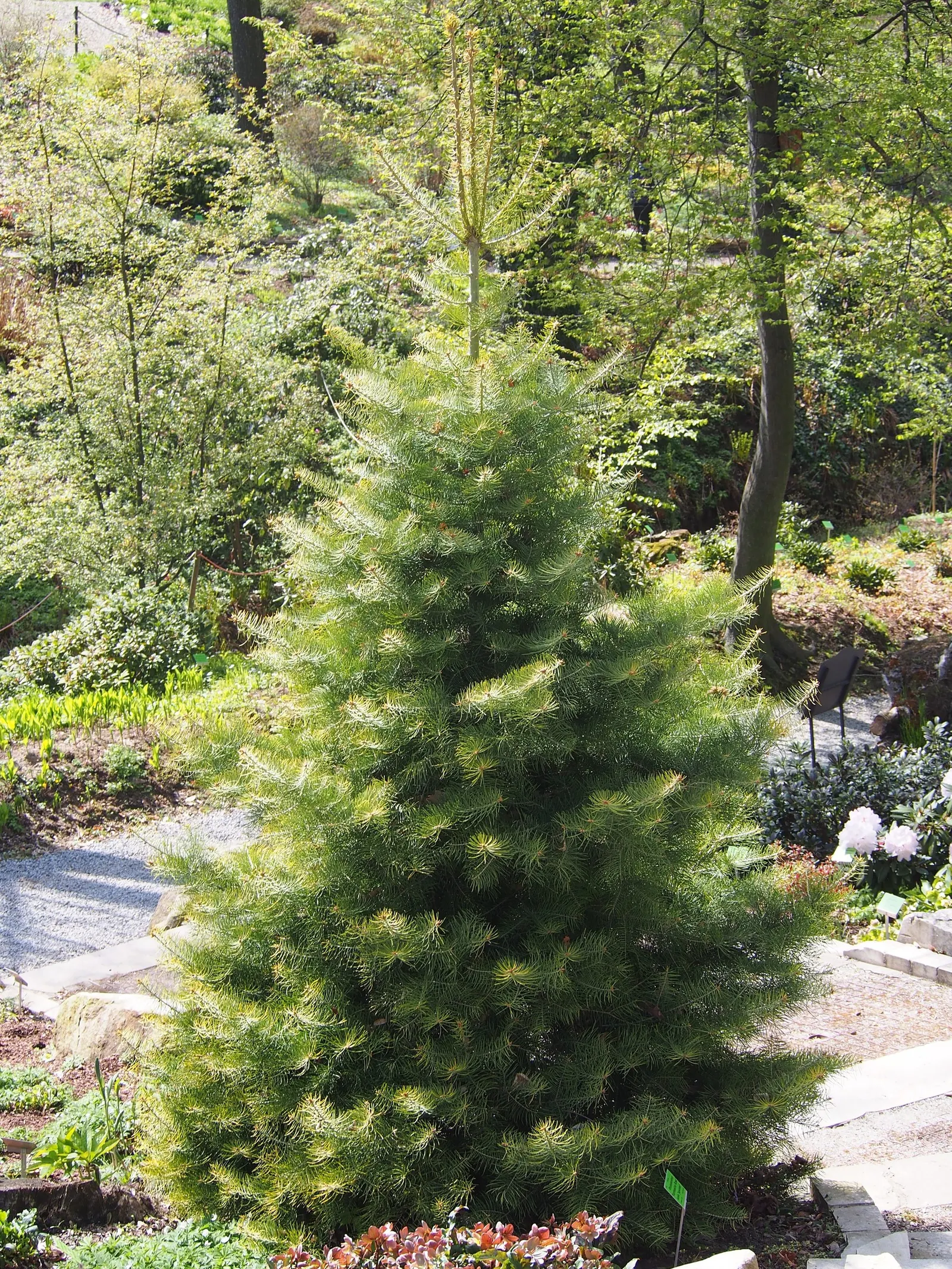 White Fir (Abies Concolor) — scientifically named Abies concolor