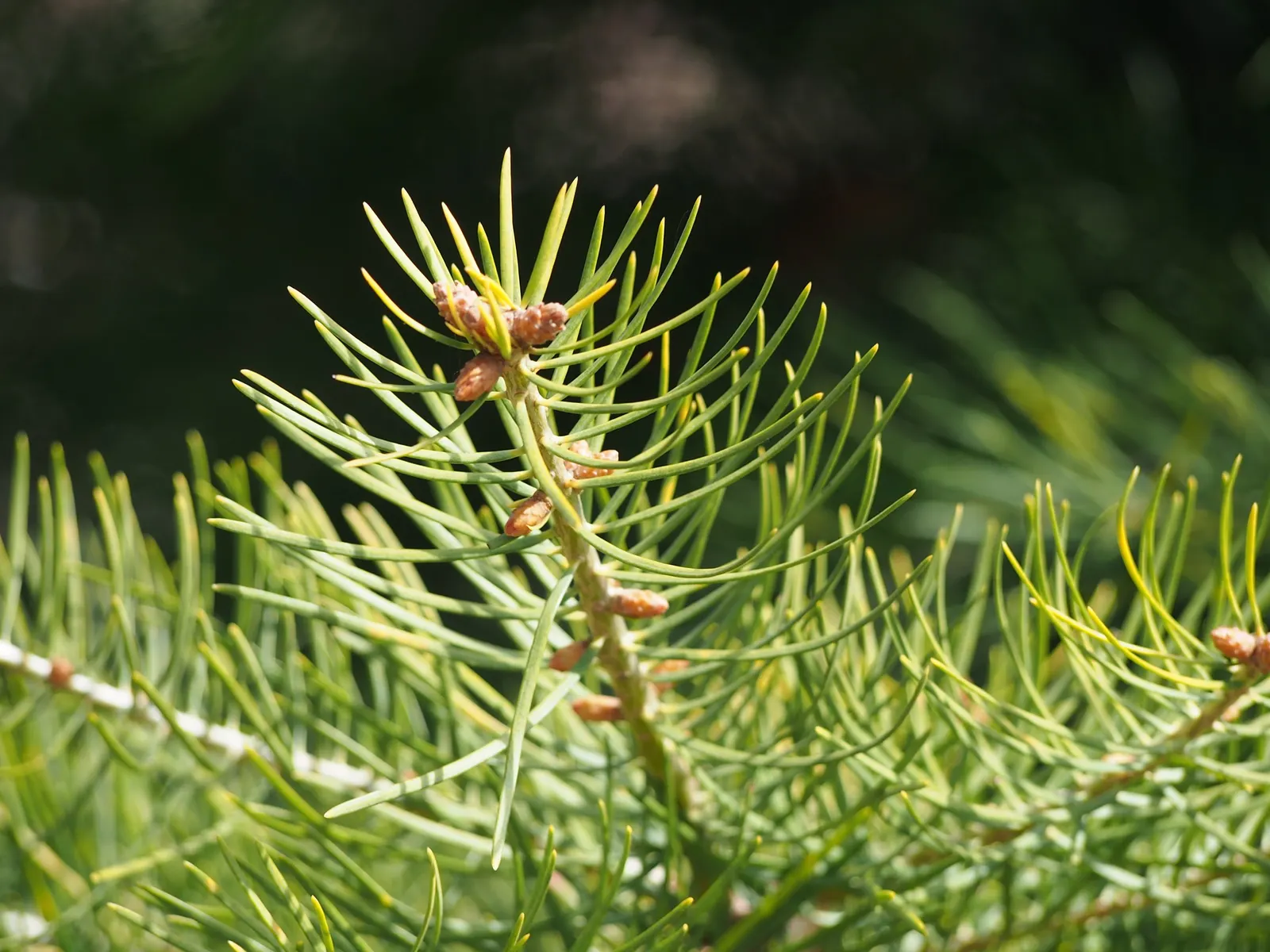 White Fir (Abies Concolor) — making it a viable option for sustainable landscapes targeting water conservation.<br><br>Furthermore