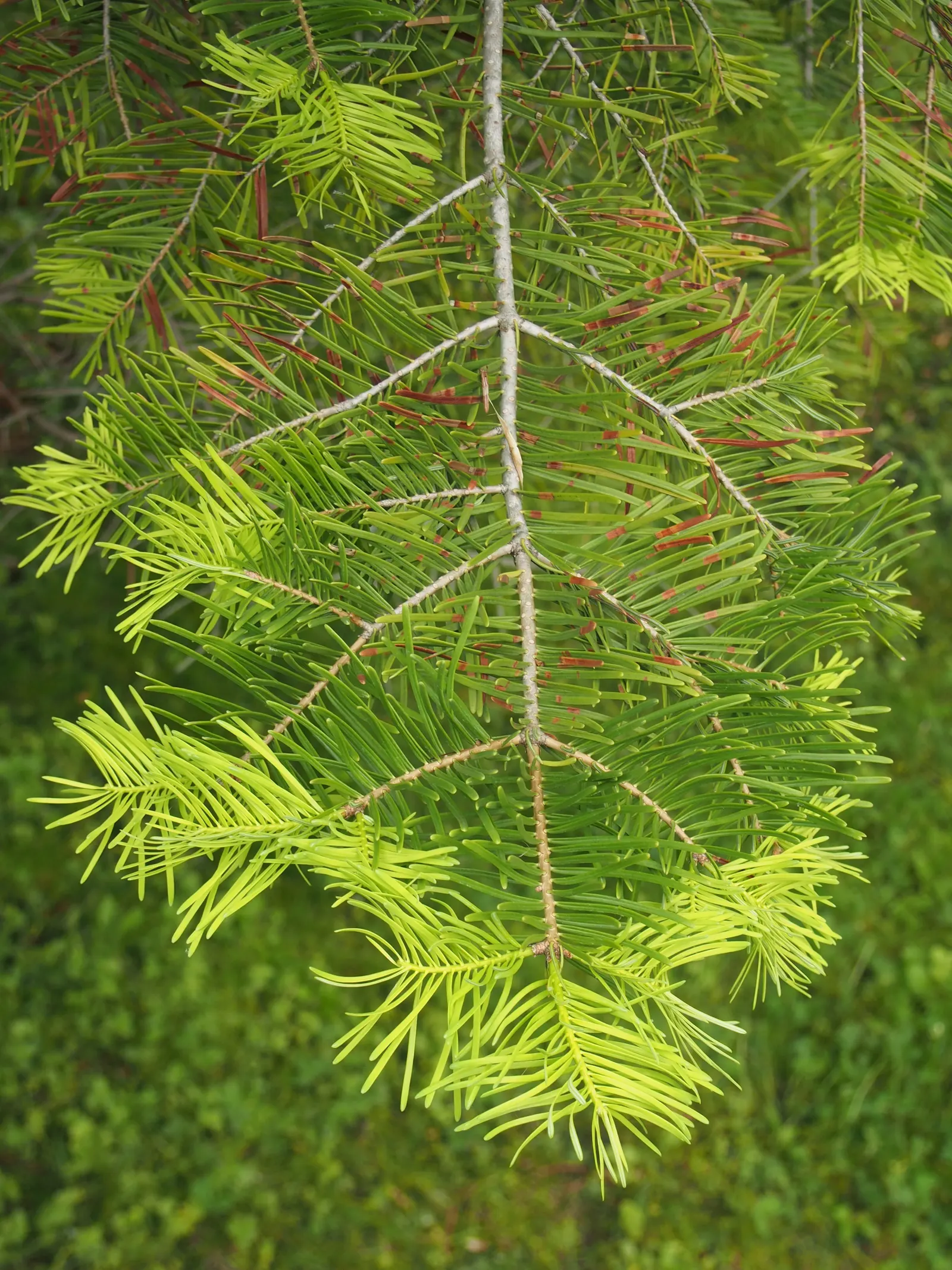 White Fir (Abies Concolor) — Its attractive blue-green needles, which are 2 to 3 inches long, emit a pleasant citrus aroma when crushed; the White, image 47