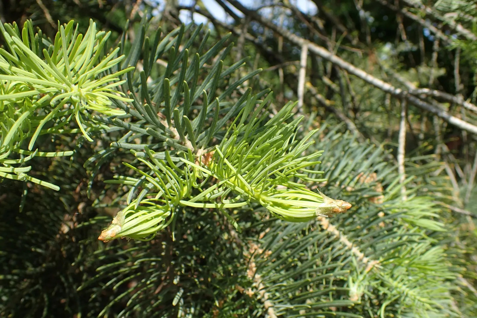 White Fir (Abies Concolor) — reaching a mature height of 40-70 feet and a spread of 20-30 feet