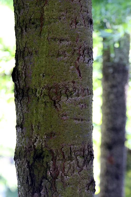 White Fir (Abies Concolor) — The needles exhibit a pleasant citrus-like scent when crushed