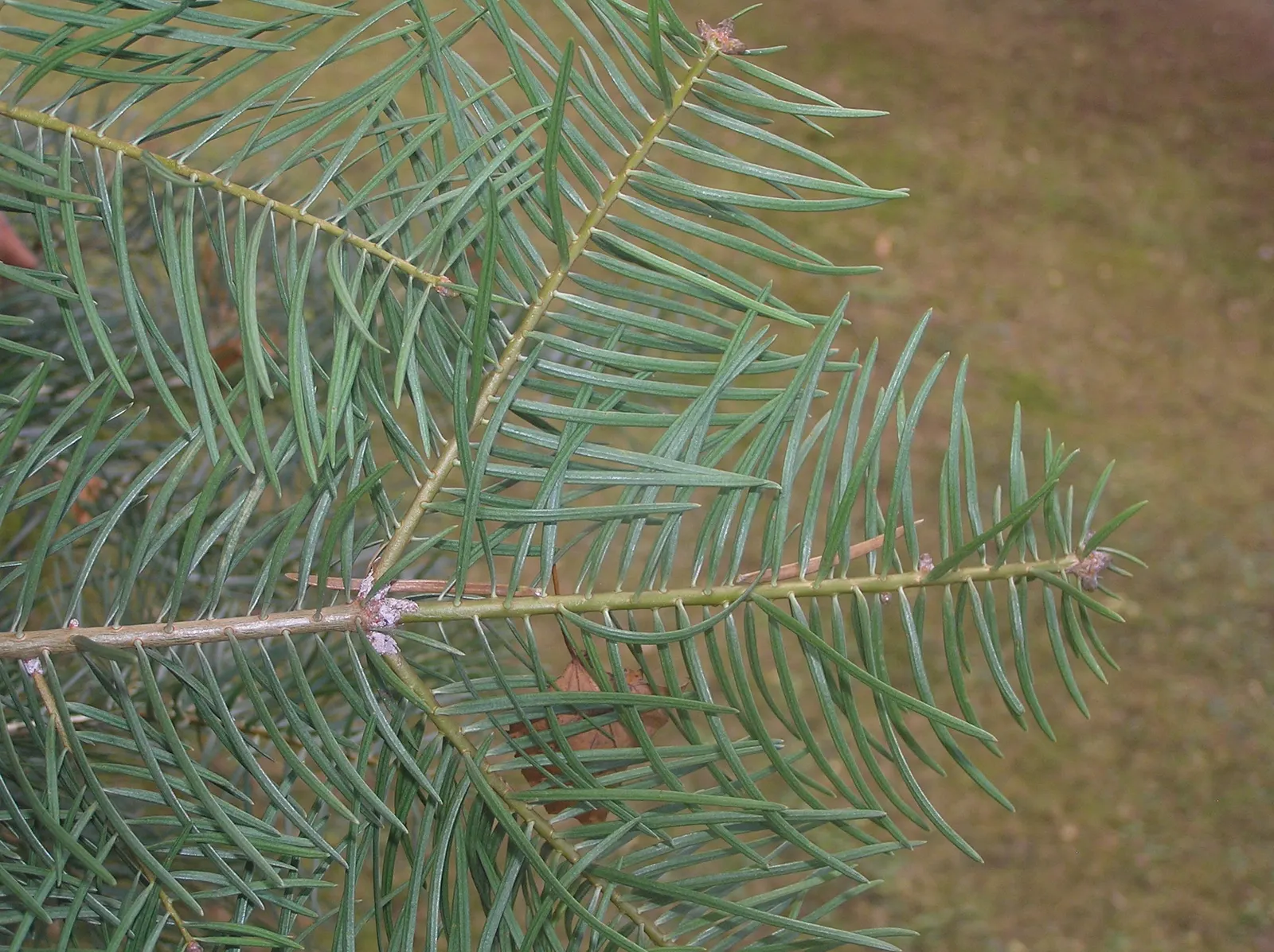 White Fir (Abies Concolor) — this evergreen is tolerant of drought and air pollution; which are uniquely soft to the touch and range from 2 to 3, image 49