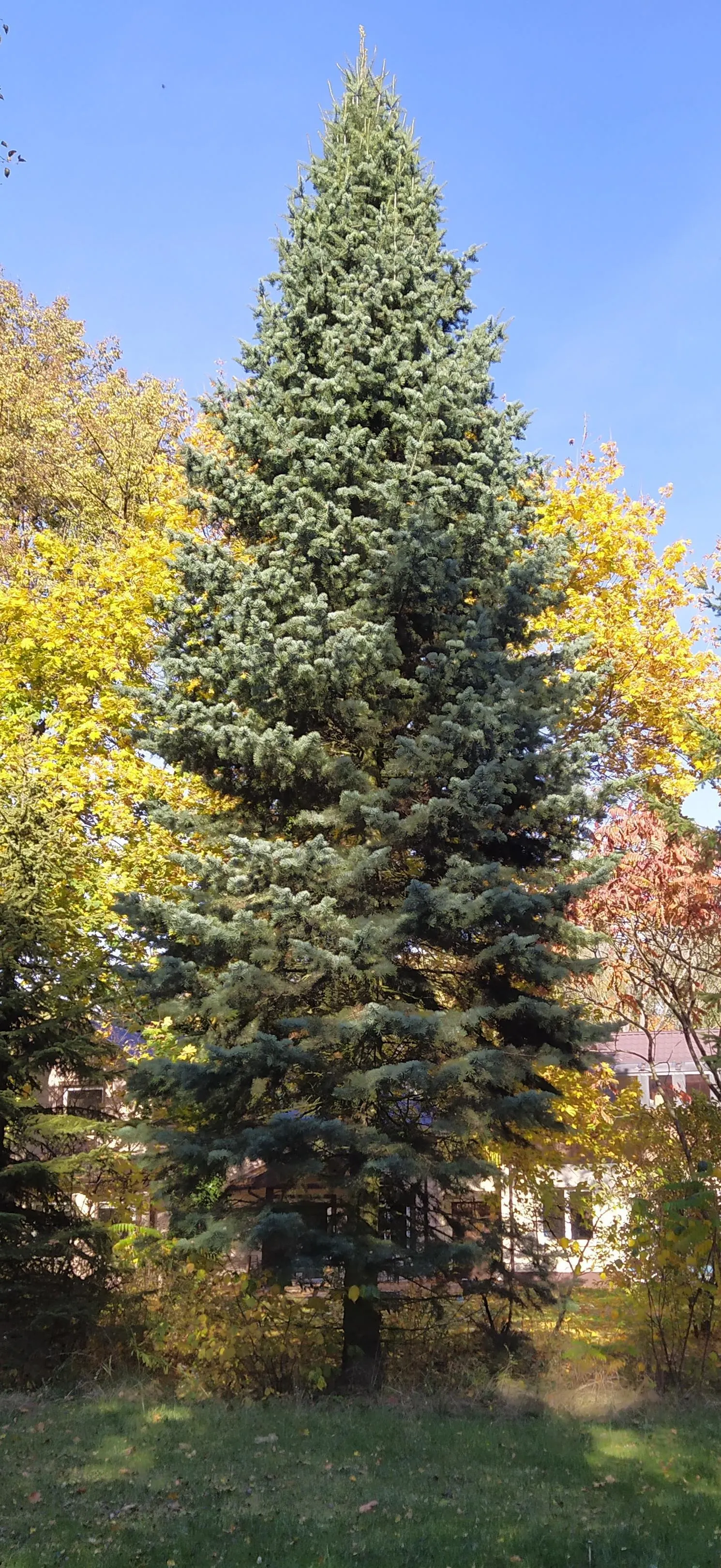 White Fir (Abies Concolor) — conifer / tree for full or half; although young trees may benefit from occasional shaping to maintain a symmetrical form
