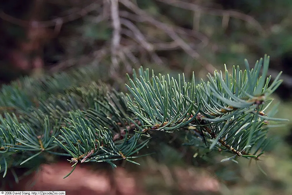 White Fir (Abies Concolor) — though they thrive best in moist; scientifically named Abies concolor
