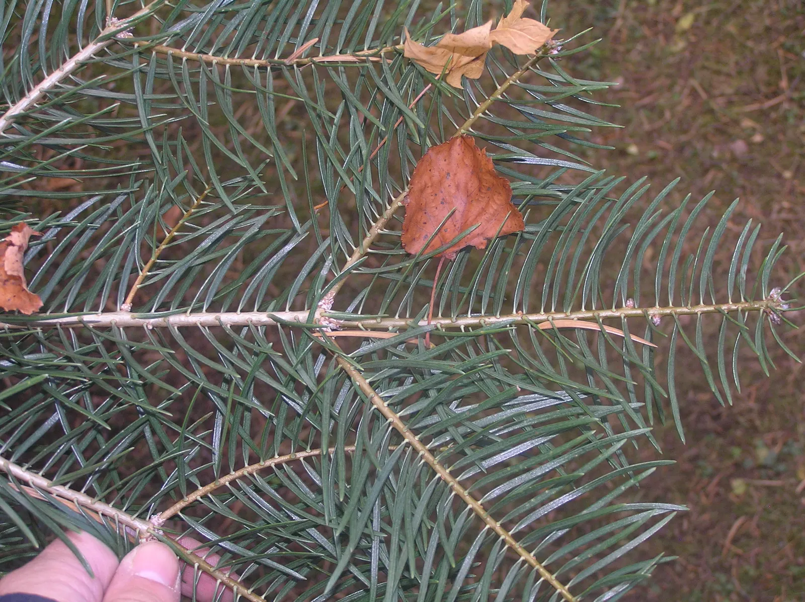 White Fir (Abies Concolor) — the White Fir is relatively low-maintenance