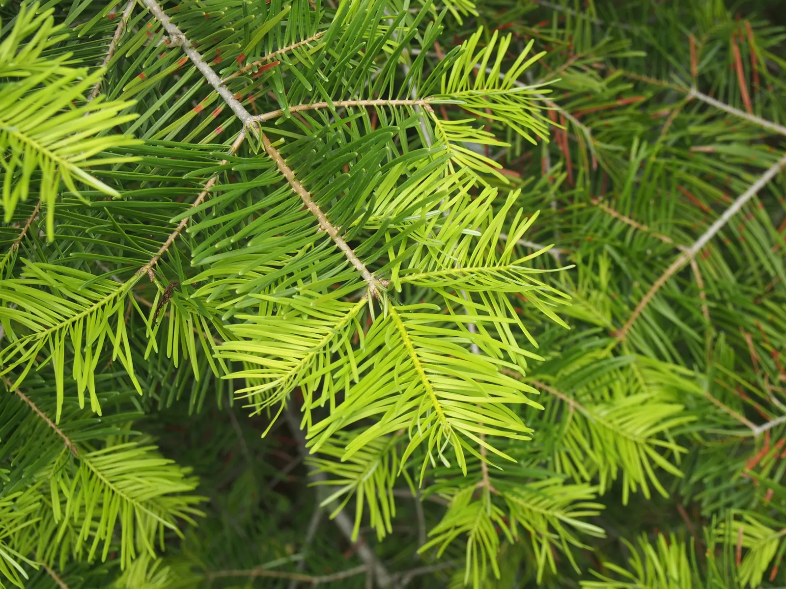 White Fir (Abies Concolor) — with no serious problems commonly associated; providing a full and lush appearance