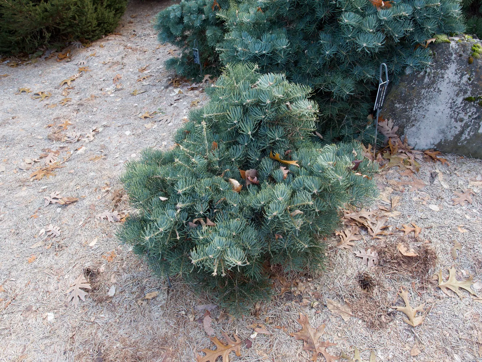 White Fir (Abies Concolor) — It is also resistant to many pests and diseases