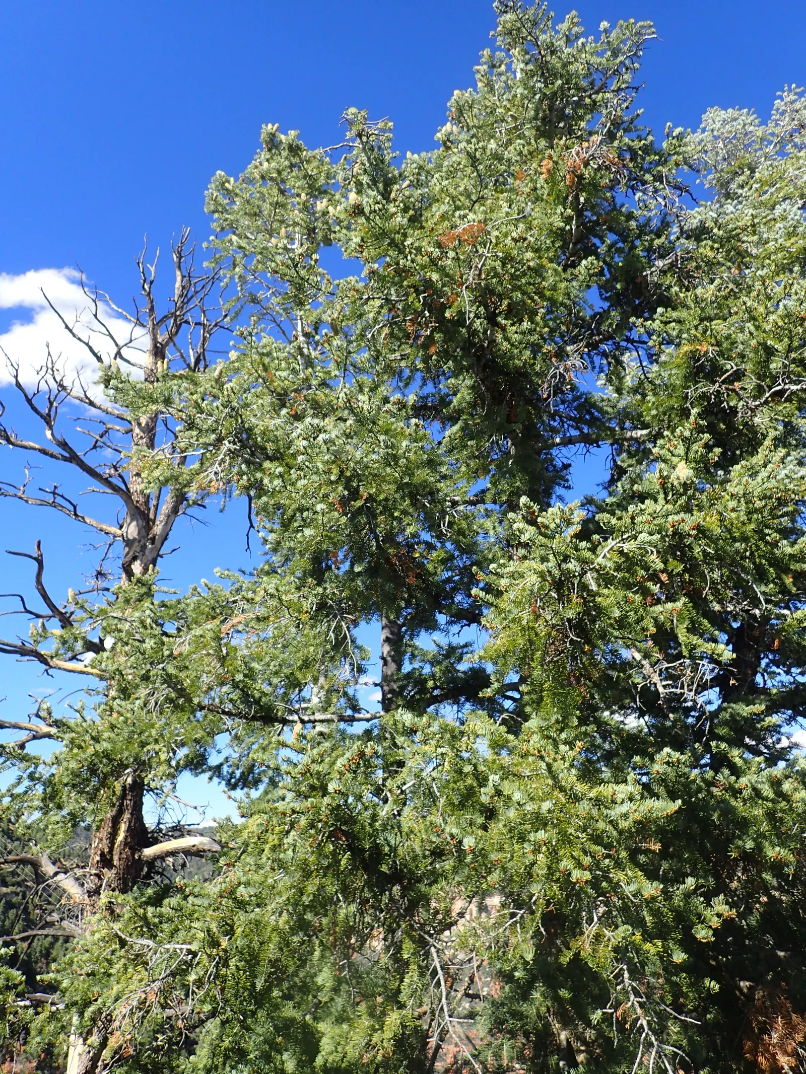 White Fir (Abies Concolor) — making it a viable option for sustainable landscapes targeting water conservation.<br><br>Furthermore; making it versatile for