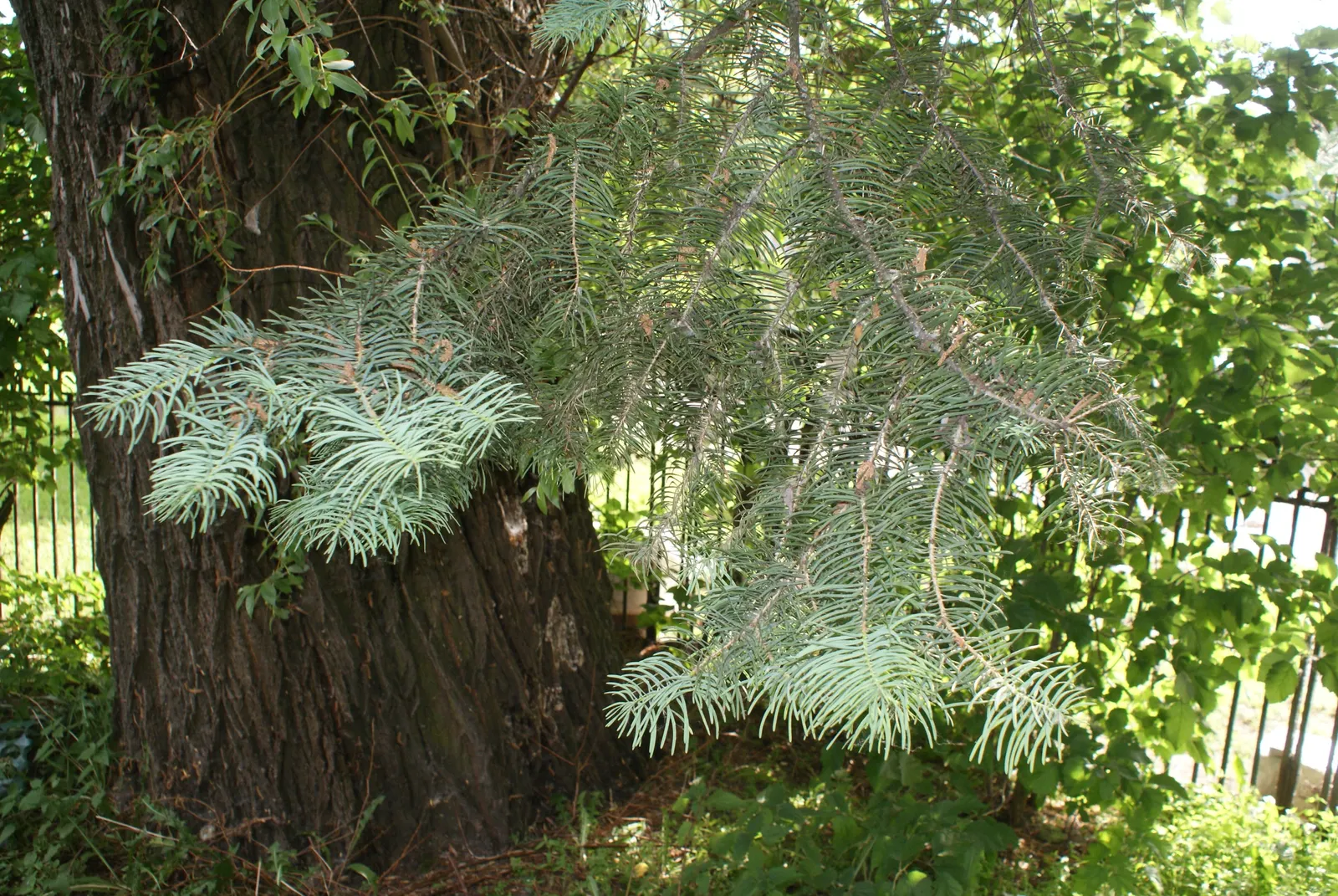 White Fir (Abies Concolor) — making it versatile for urban landscapes