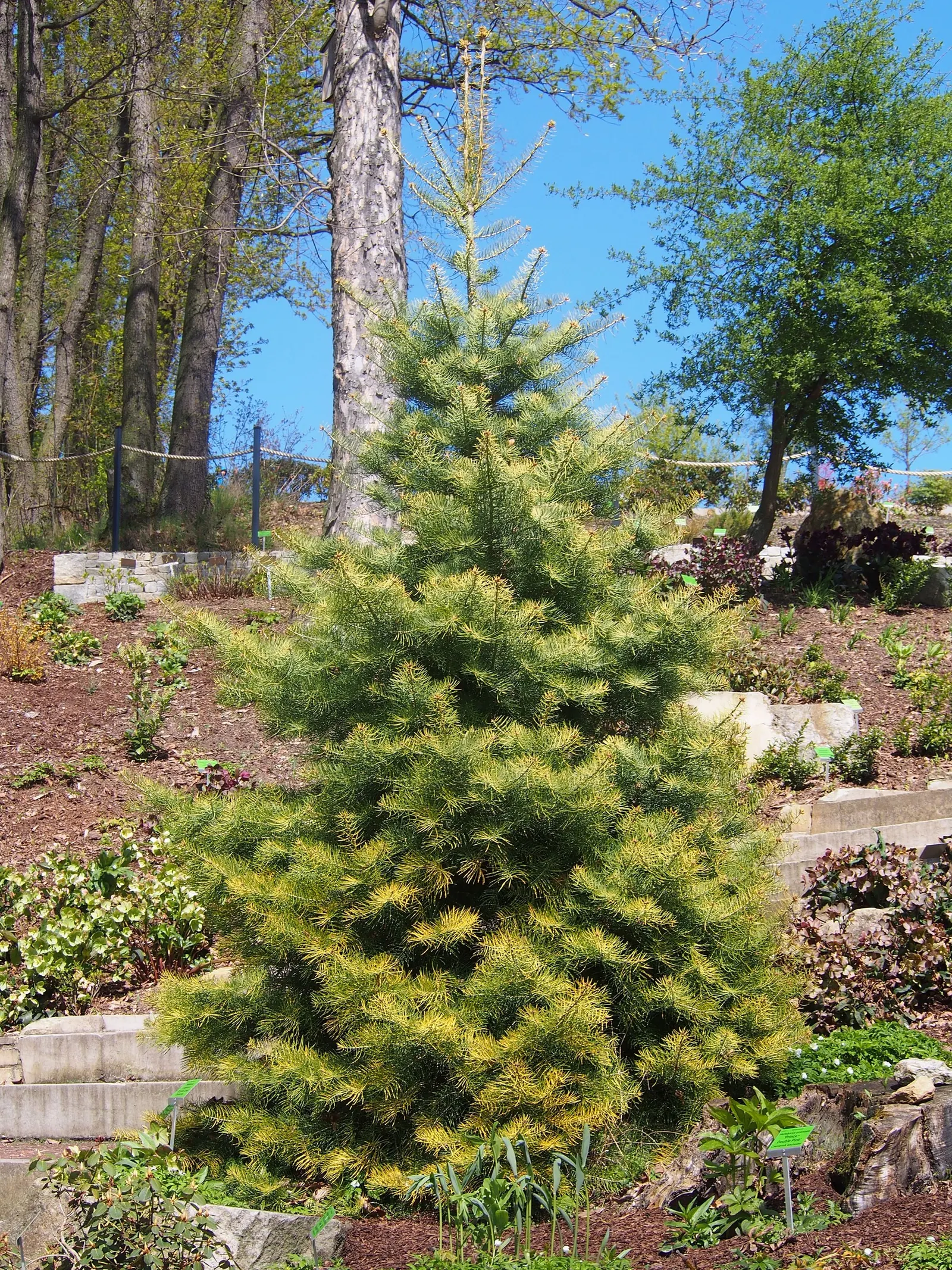 White Fir (Abies Concolor) — making it versatile for urban landscapes; making it a viable option for sustainable landscapes targeting water, image 50