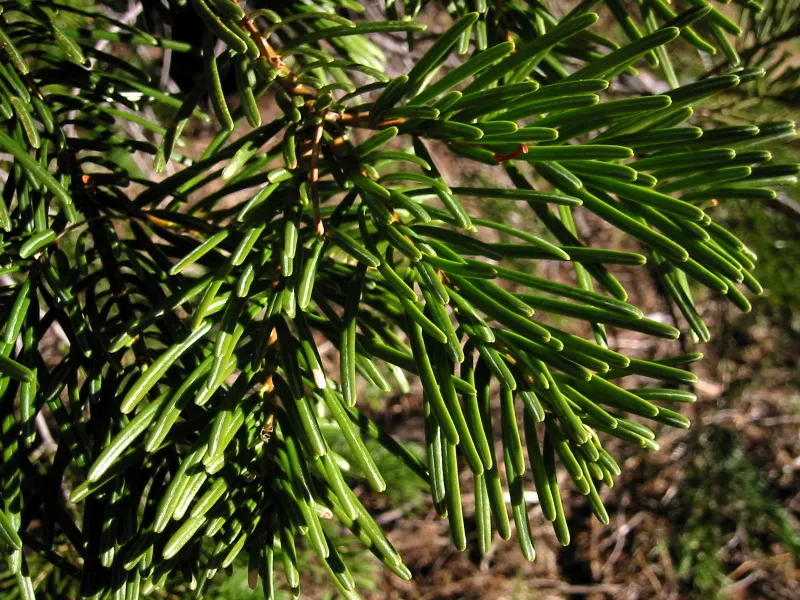 White Fir (Abies Concolor) — well-drained soil with a slightly acidic to neutral pH