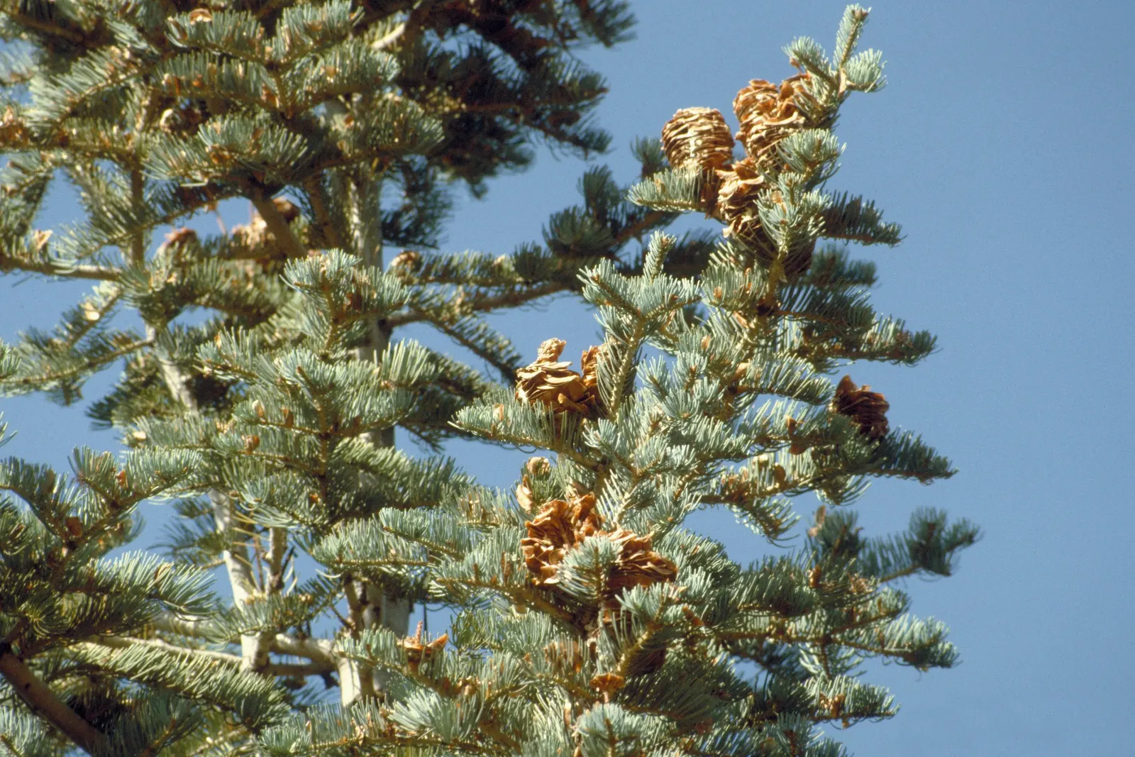 White Fir (Abies Concolor) — which are uniquely soft to the touch and range from 2 to 3 inches long