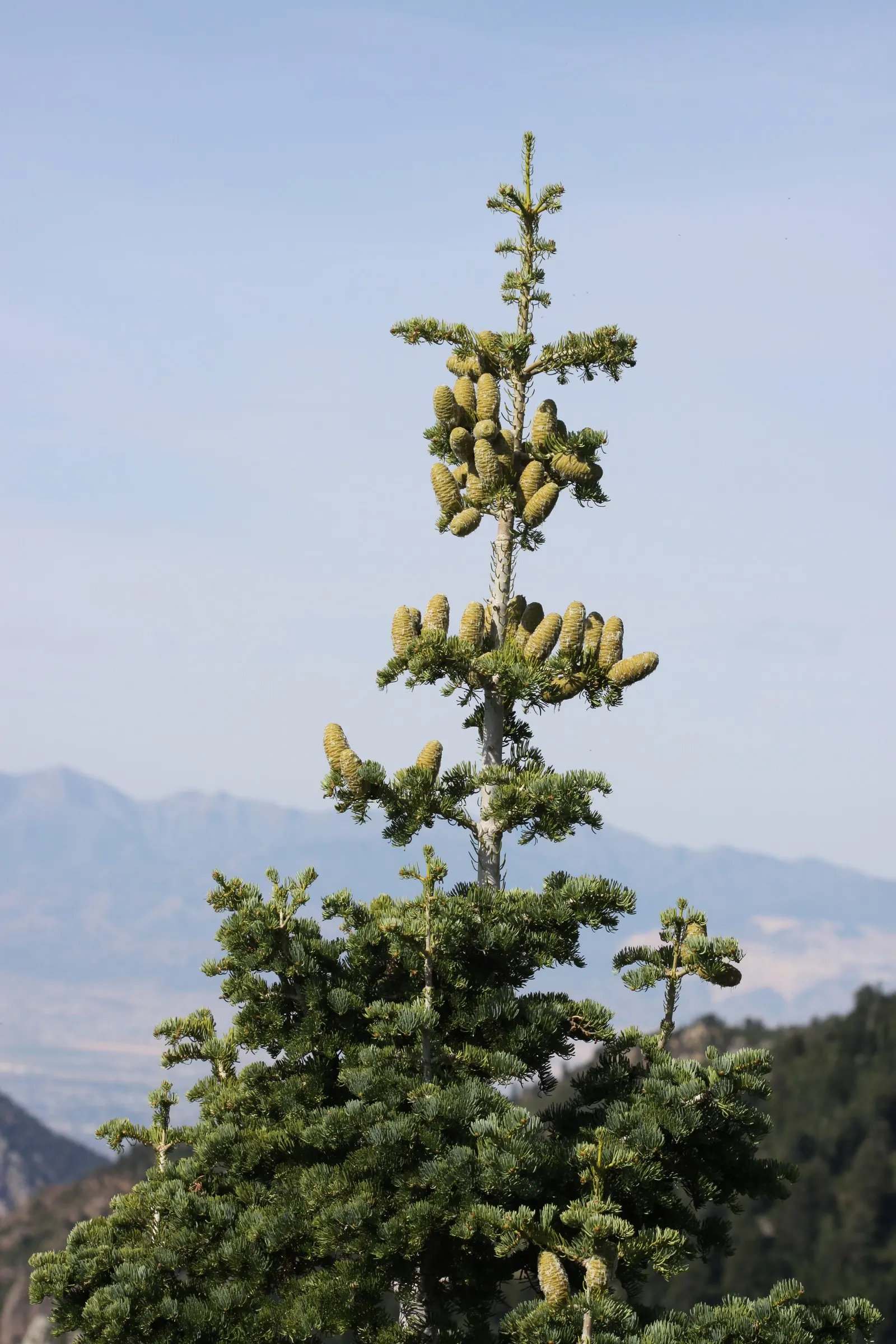 White Fir (Abies Concolor) — this evergreen is tolerant of drought and air pollution
