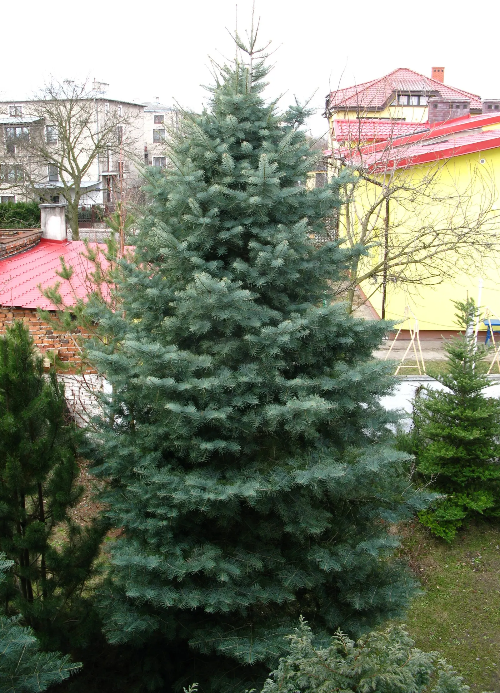 White Fir (Abies Concolor) — It prefers full sun to partial shade with well-drained soil