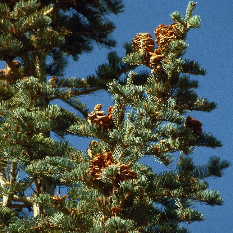 White Fir (Abies Concolor) — scientifically named Abies concolor; reaching a mature height of 40-70 feet and a spread of 20-30 feet, image 51