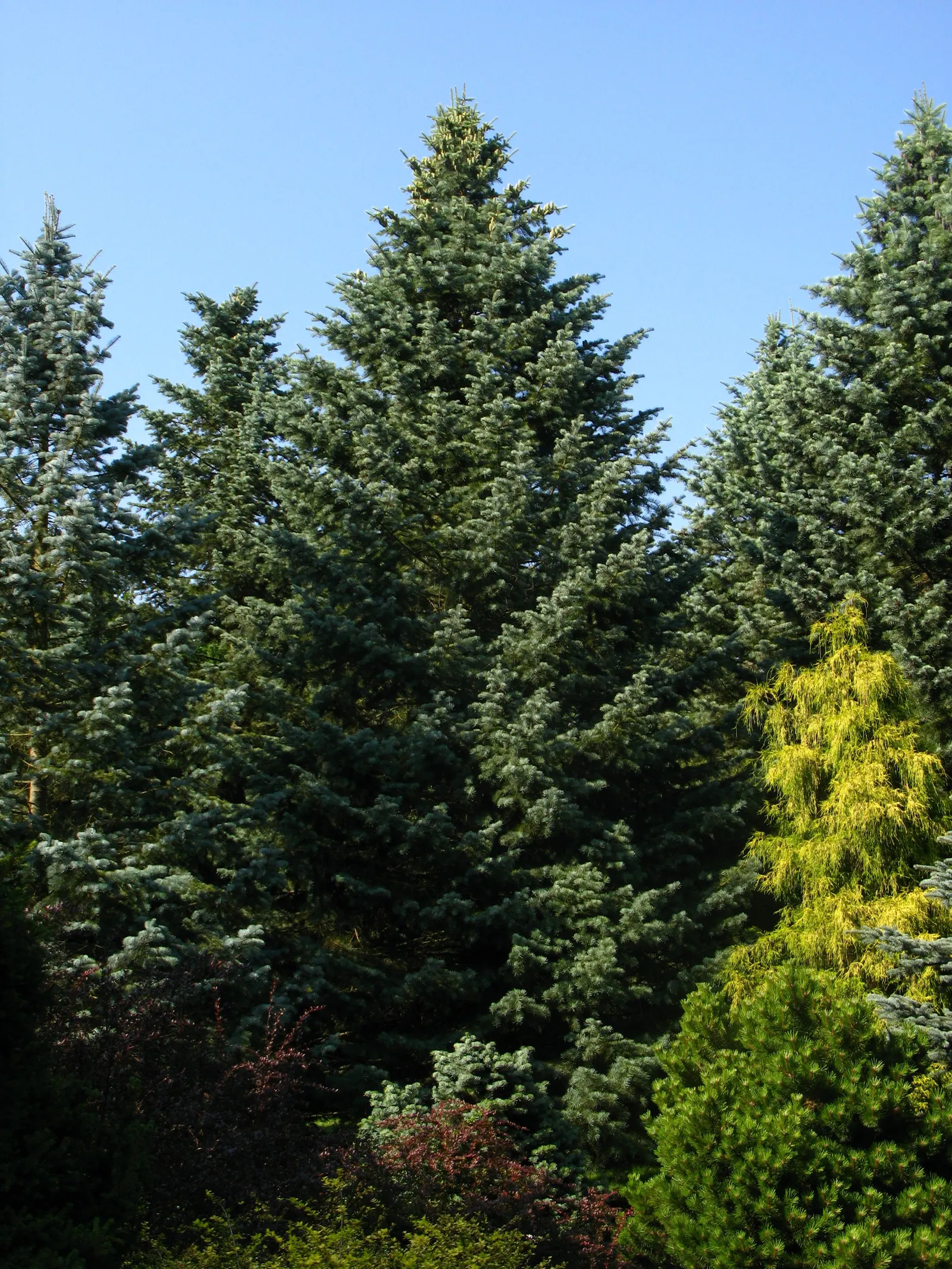 White Fir (Abies Concolor) — this evergreen is tolerant of drought and air pollution; which are uniquely soft to the touch and range from 2 to 3 inches long