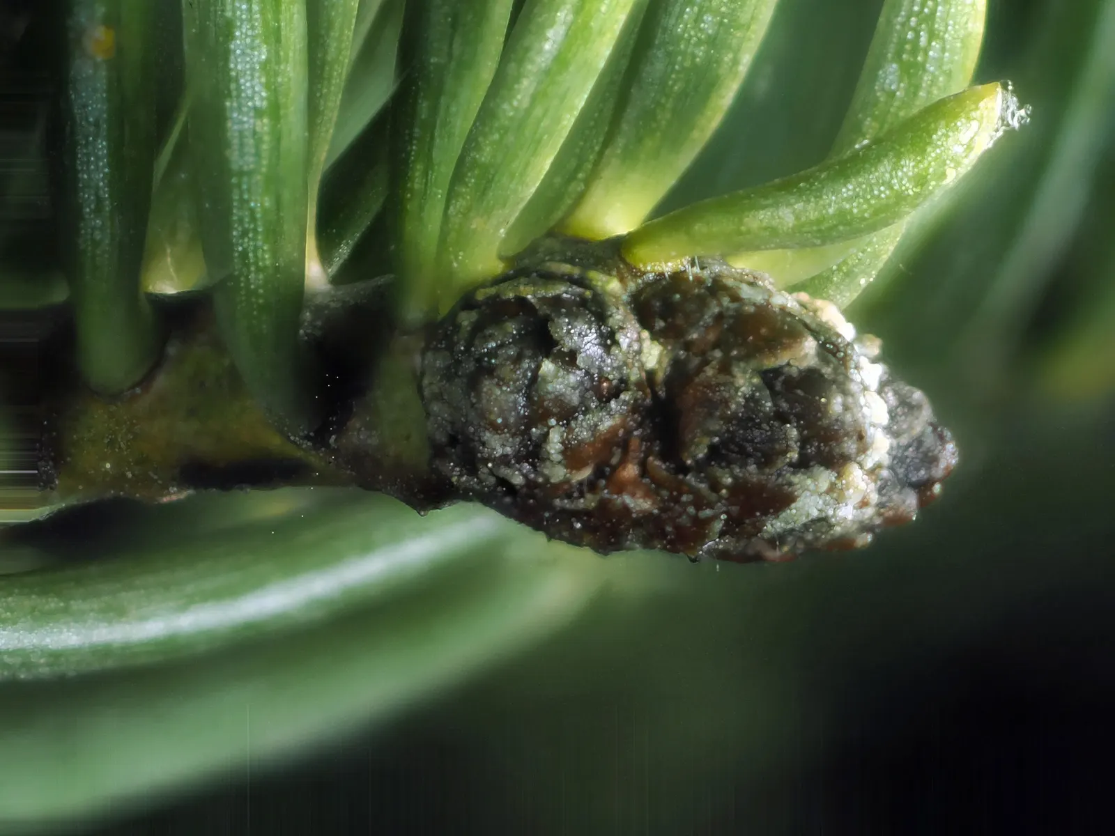 White Fir (Abies Concolor) — with a spread of about 20 to 30 feet.<br><br>Its attractive blue-green needles; this species is noteworthy for its drought