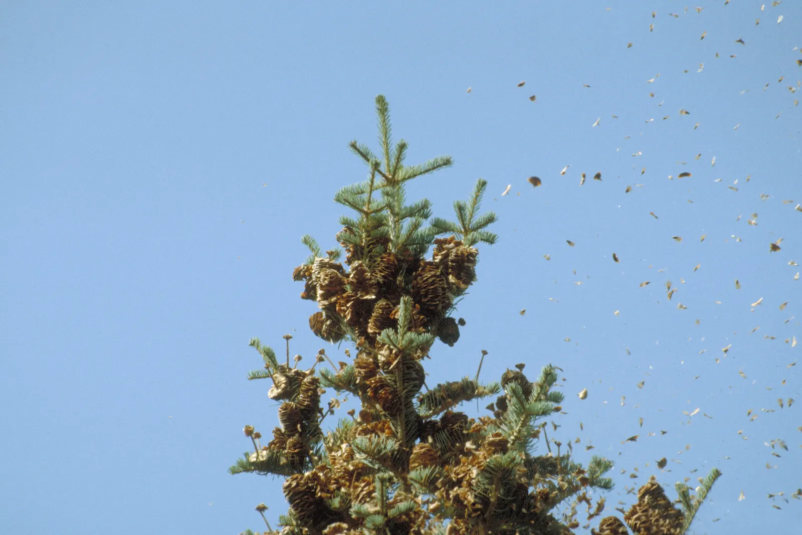 White Fir (Abies Concolor) — It is also resistant to many pests and diseases; this evergreen is tolerant of drought and air pollution