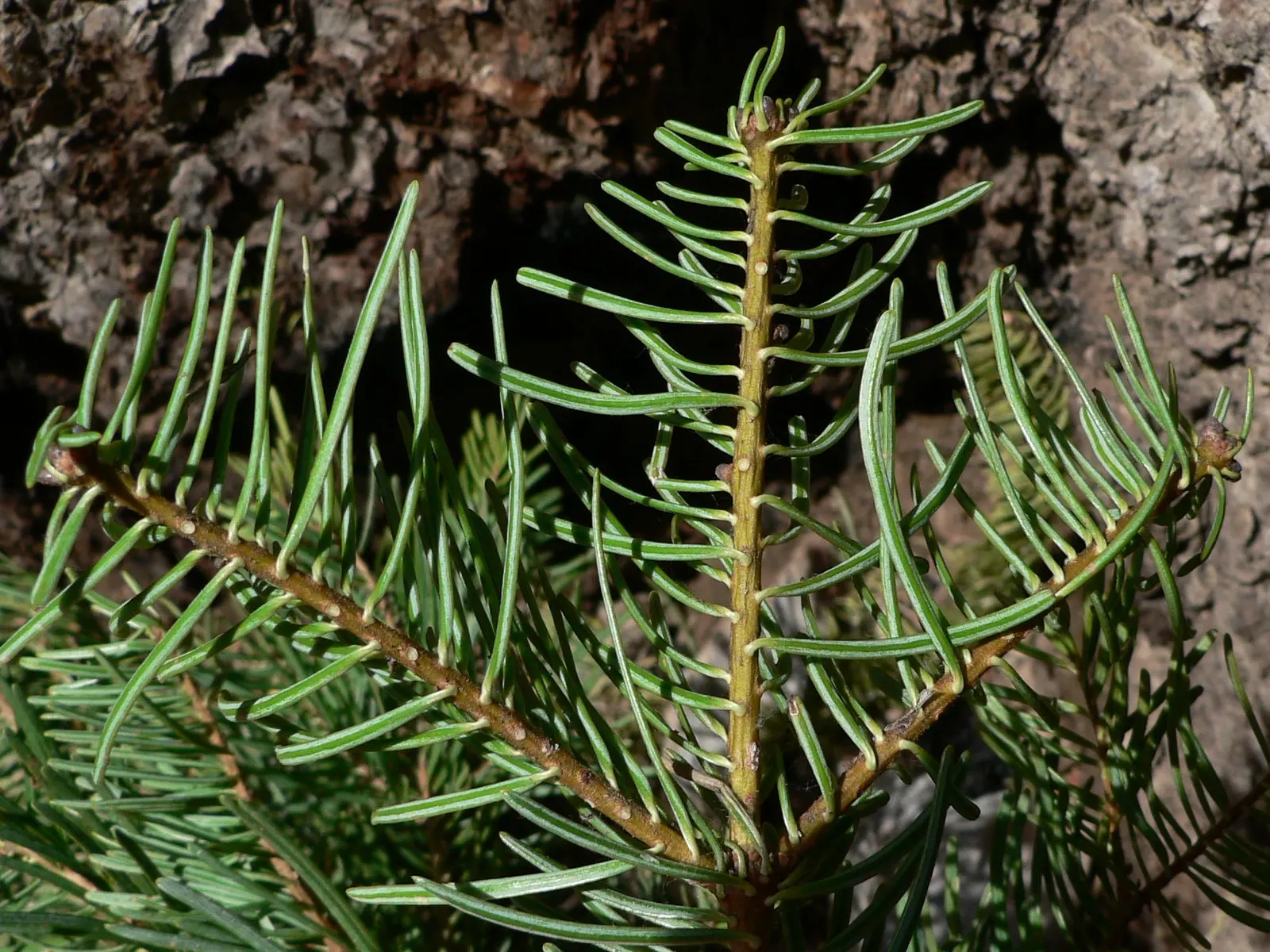 White Fir (Abies Concolor) — It prefers full sun to partial shade with well-drained soil; its attractive blue-green needles, which are 2 to 3 inches long, emit