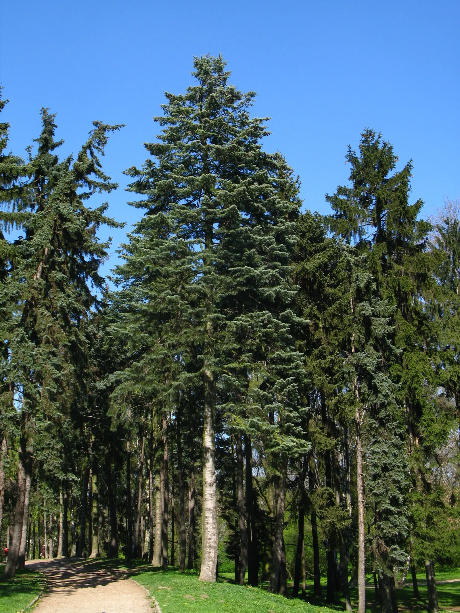 White Fir (Abies Concolor) — making it versatile for urban landscapes; making it a viable option for sustainable landscapes targeting water