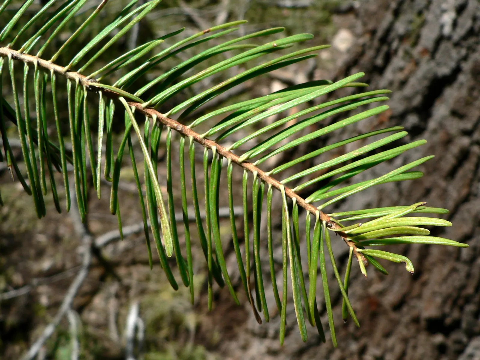 White Fir (Abies Concolor) — reaching a mature height of 40-70 feet and a spread of 20-30 feet; radiate around the branches