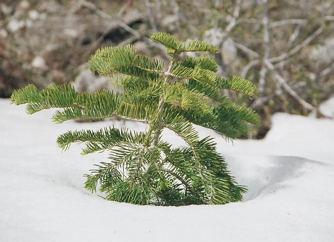 White Fir (Abies Concolor) — The needles exhibit a pleasant citrus-like scent when crushed; conifer / tree for full or half