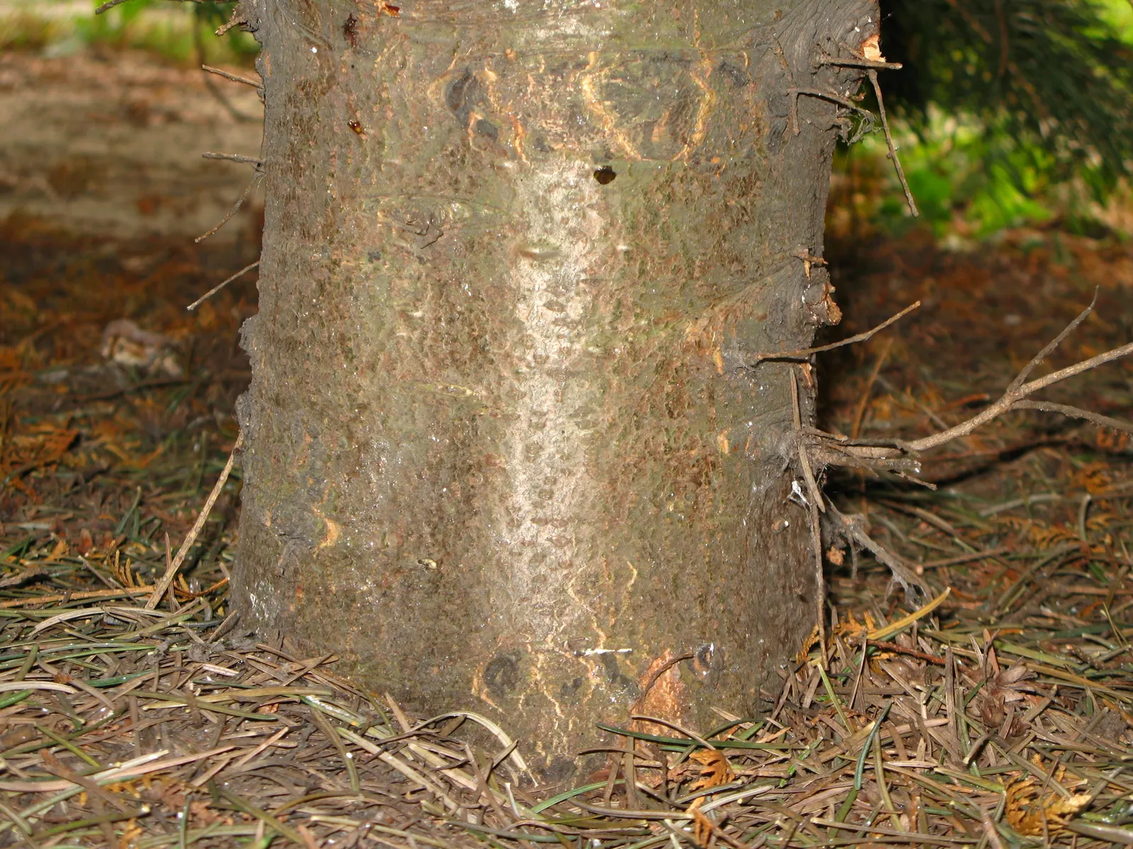 White Fir (Abies Concolor) — with no serious problems commonly associated