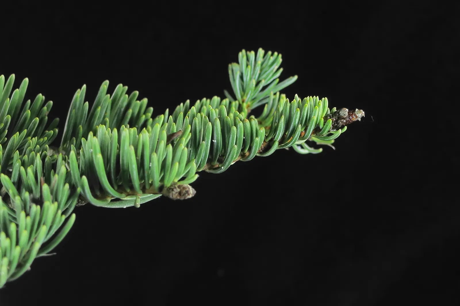 White Fir (Abies Concolor) — Native to the mountains of western North America; with a spread of about 20 to 30 feet.<br><br>Its attractive blue-green needles