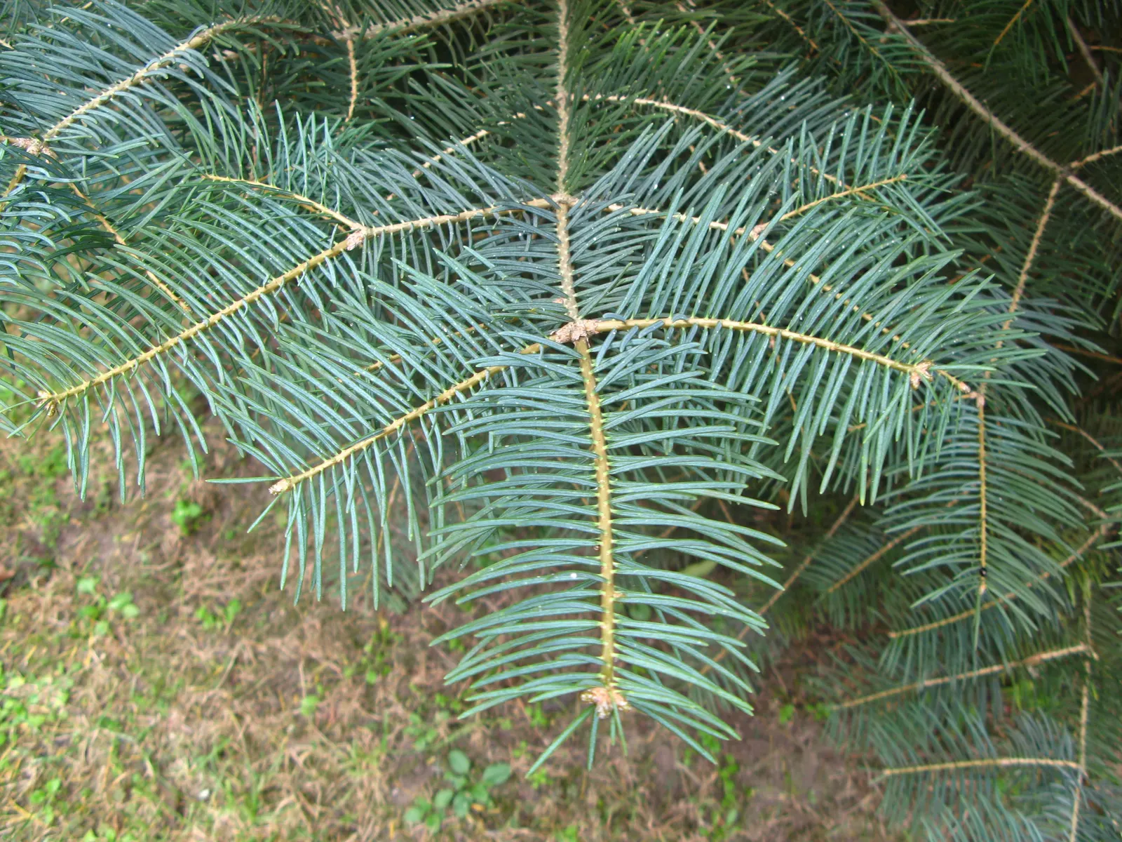 White Fir (Abies Concolor) — which are uniquely soft to the touch and range from 2 to 3 inches long; is prized for its uniform