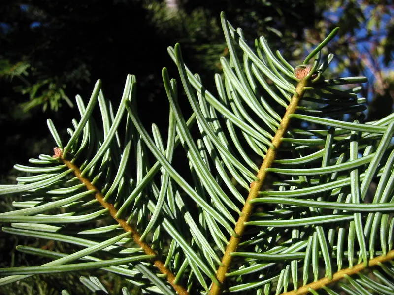 White Fir (Abies Concolor) — with a spread of about 20 to 30 feet.<br><br>Its attractive blue-green needles