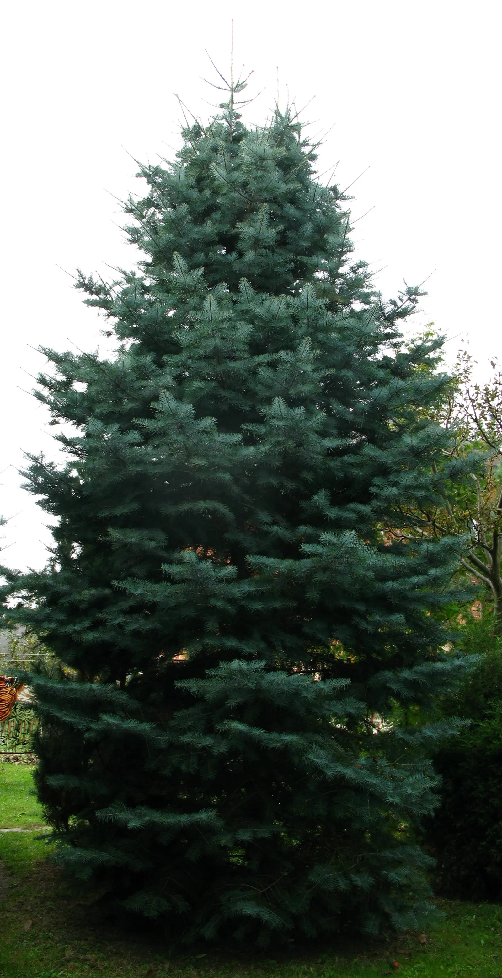 White Fir (Abies Concolor) — radiate around the branches; native to the mountains of western North America