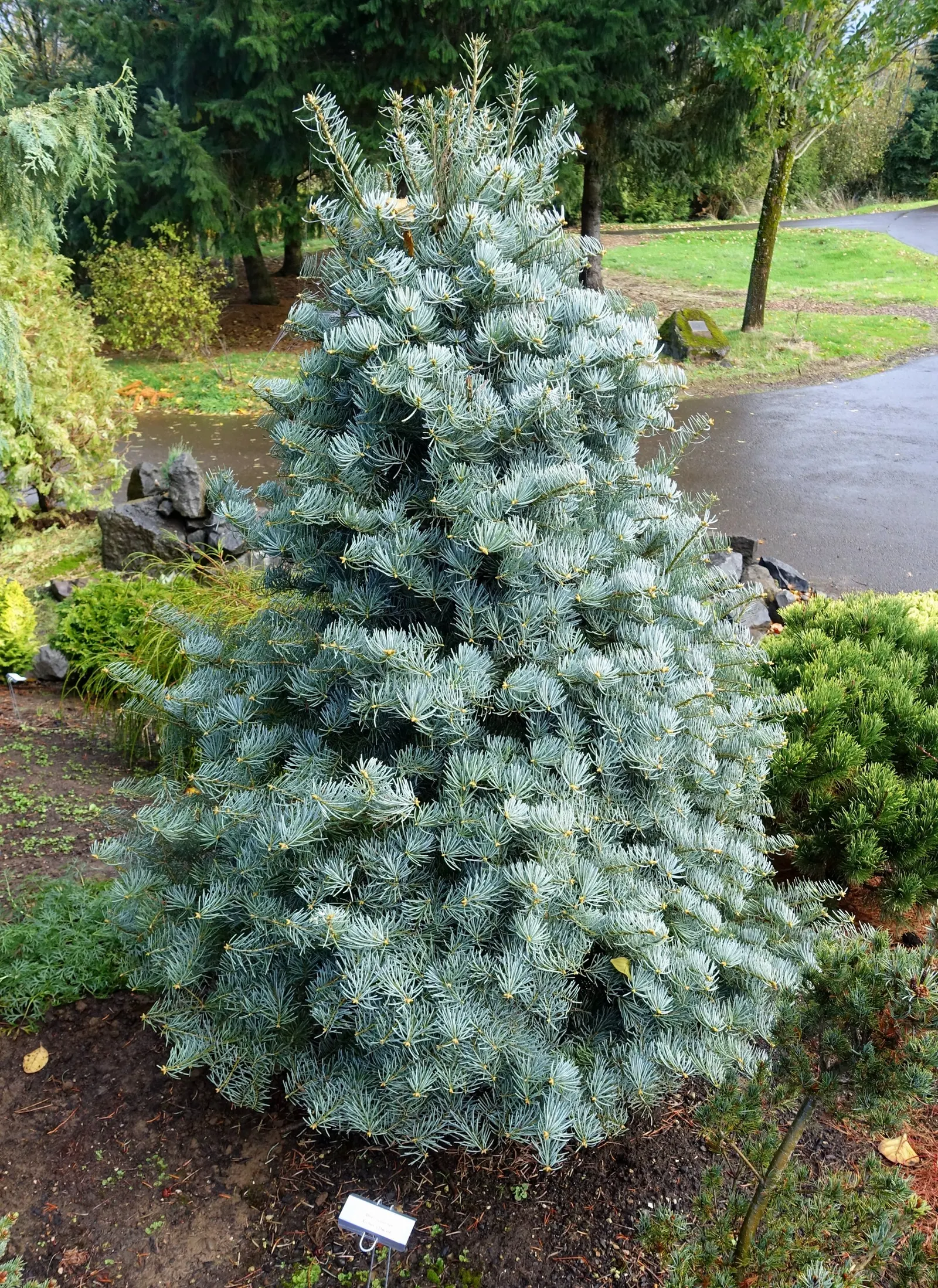 White Fir (Abies Concolor) — conifer / tree for full or half