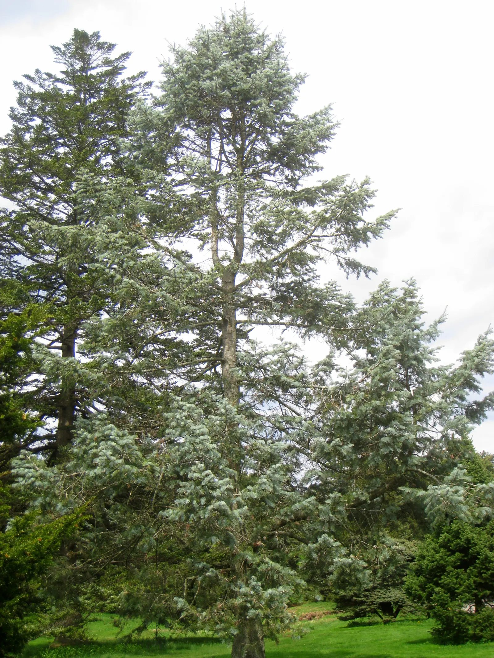 White Fir (Abies Concolor) — This species is noteworthy for its drought tolerance once established