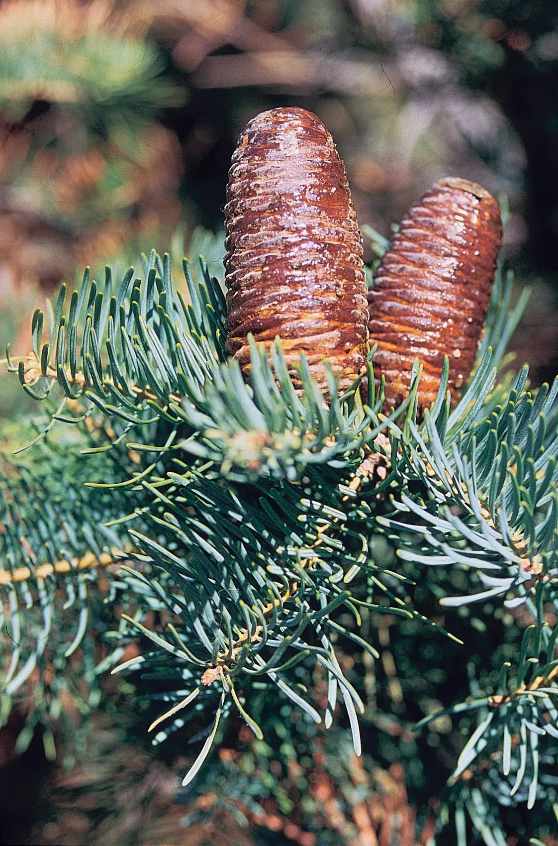 White Fir (Abies Concolor) — the White Fir is relatively low-maintenance; the needles exhibit a pleasant citrus-like scent when crushed