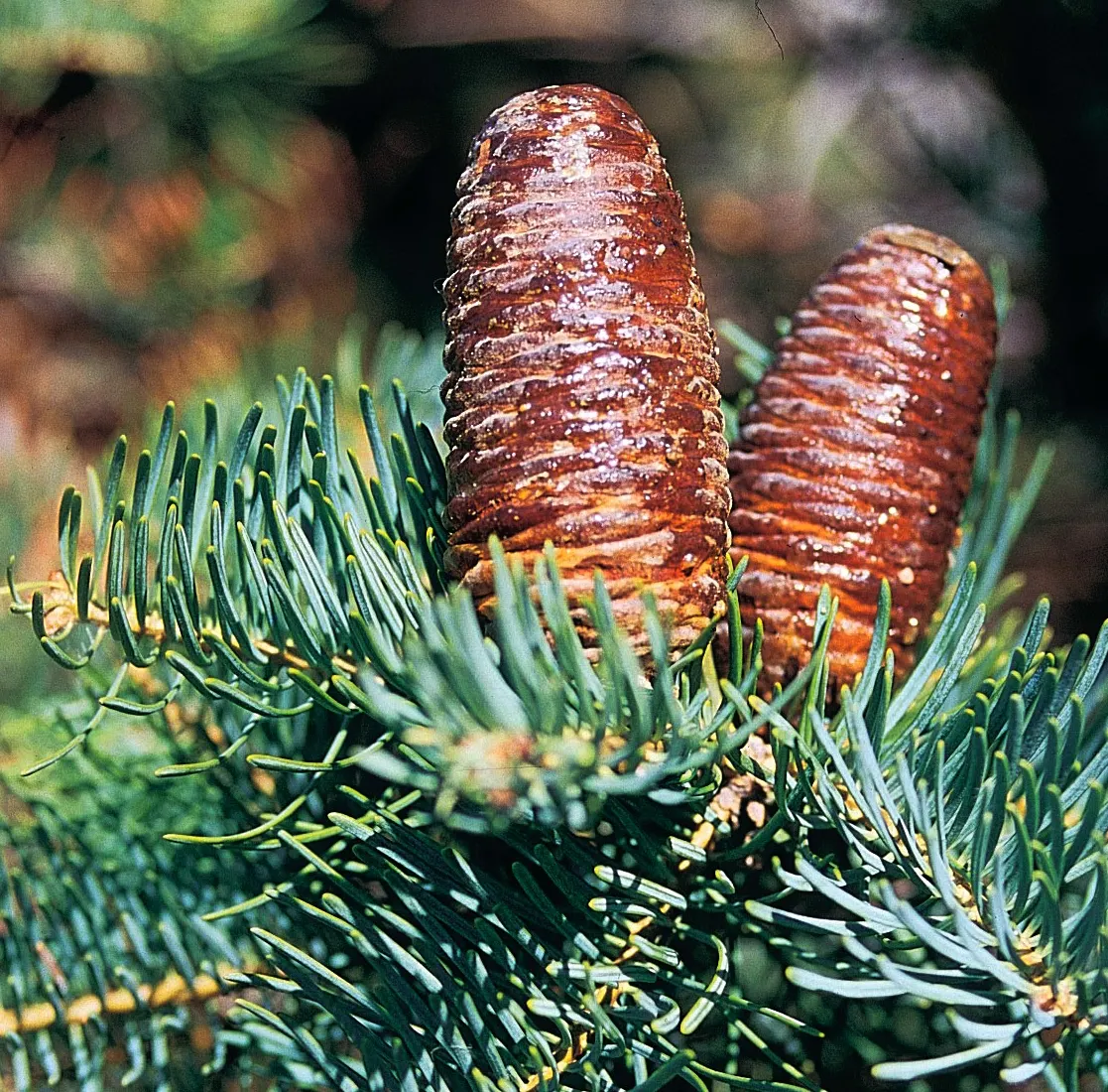 White Fir (Abies Concolor) — is prized for its uniform; it prefers full sun to partial shade with well-drained soil, image 45
