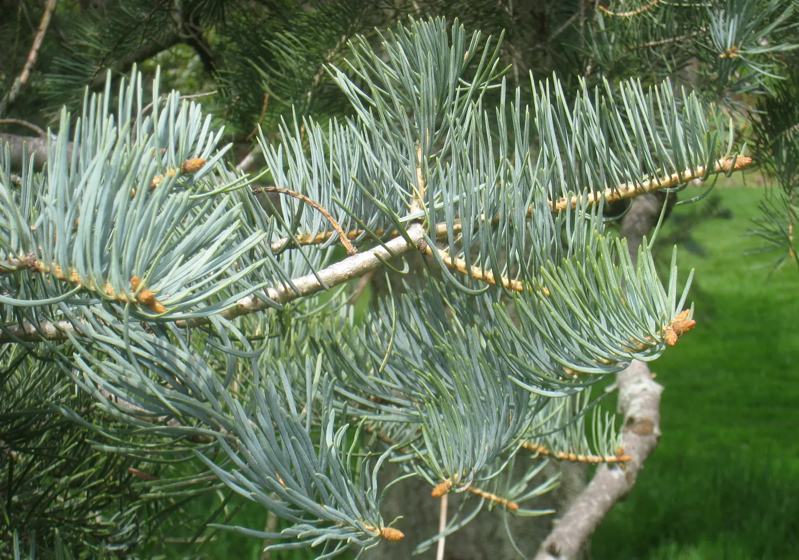White Fir (Abies Concolor) — though they thrive best in moist