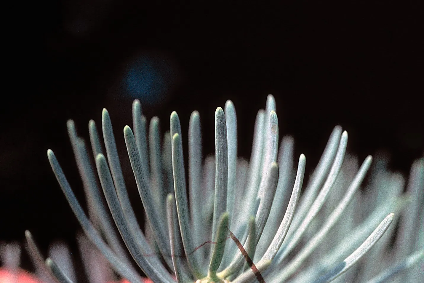 White Fir (Abies Concolor) — Its attractive blue-green needles, which are 2 to 3 inches long, emit a pleasant citrus aroma when crushed; the White Fir is