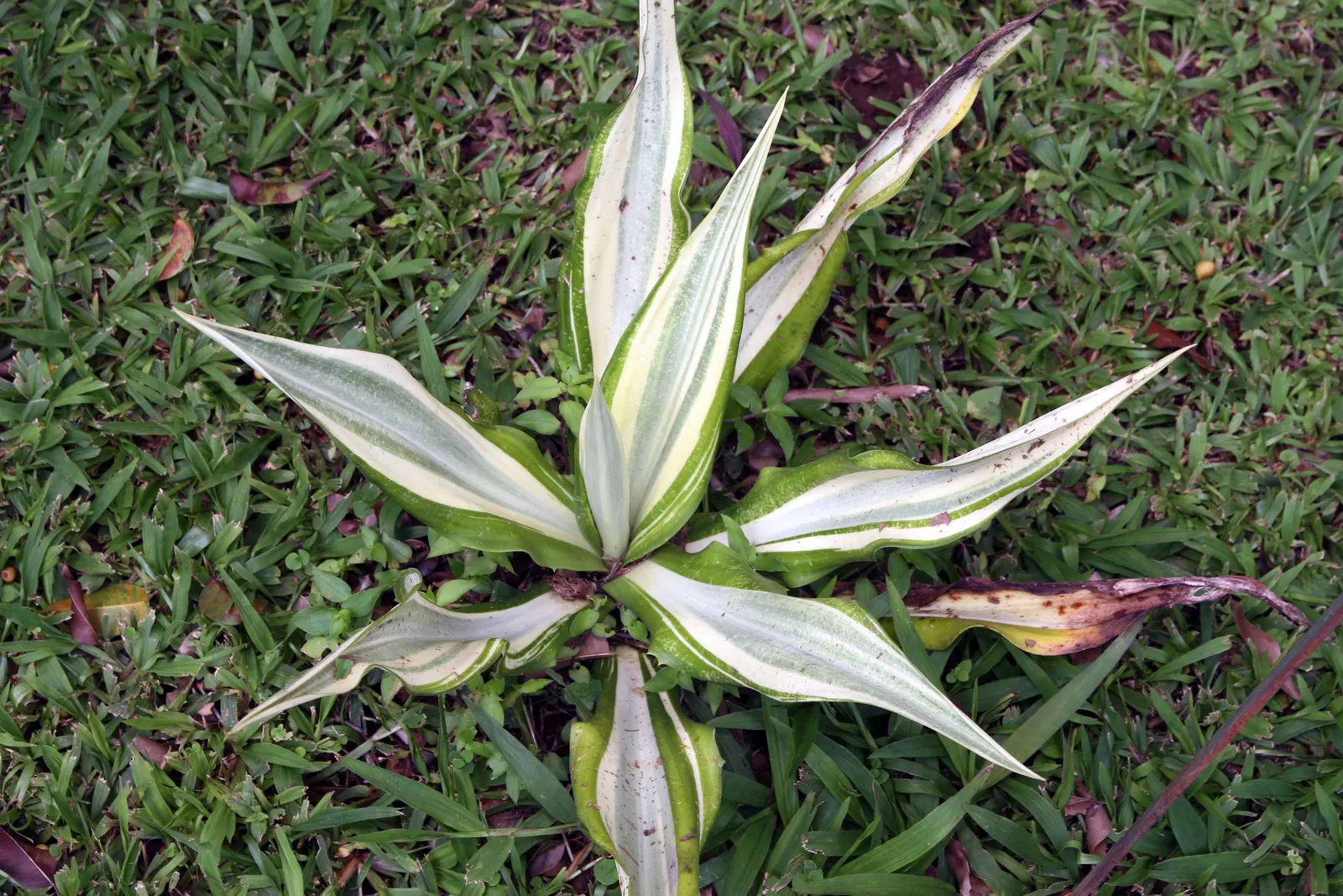 Furcraea Foetida — In summer, it may produce a towering flower spike adorned with creamy-white blossoms