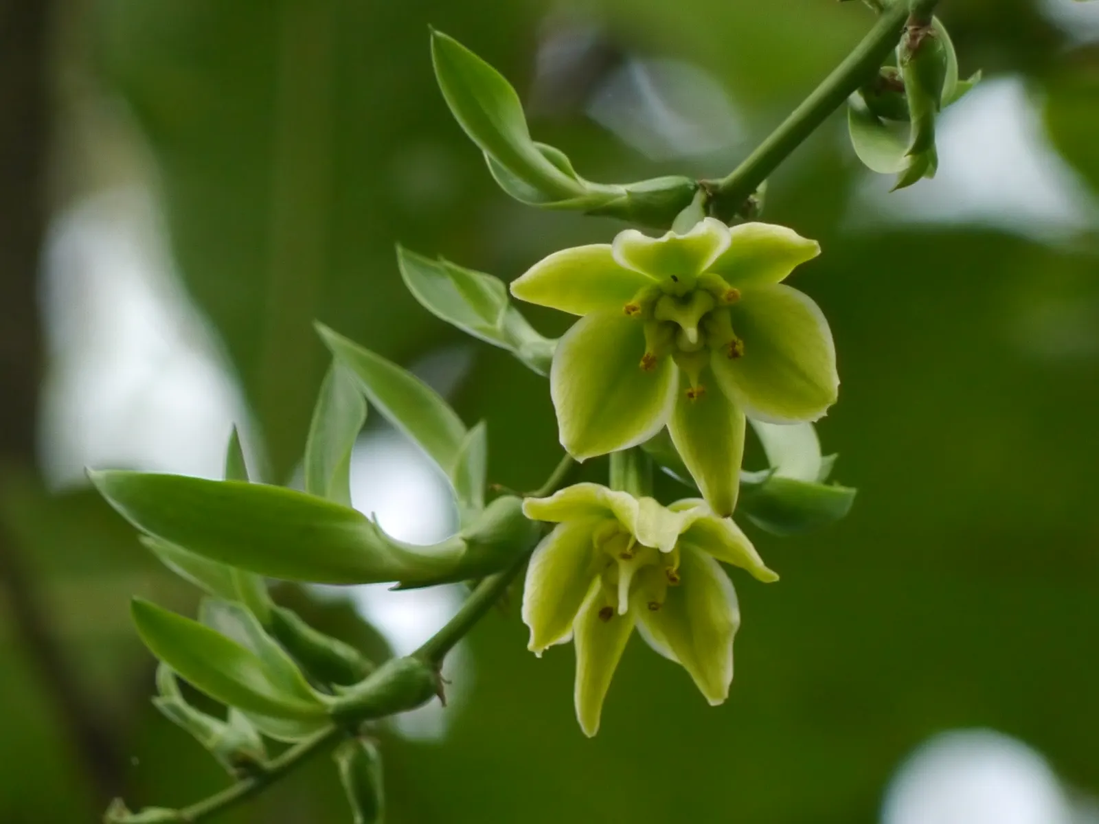 Furcraea Foetida — It is highly drought-tolerant once established