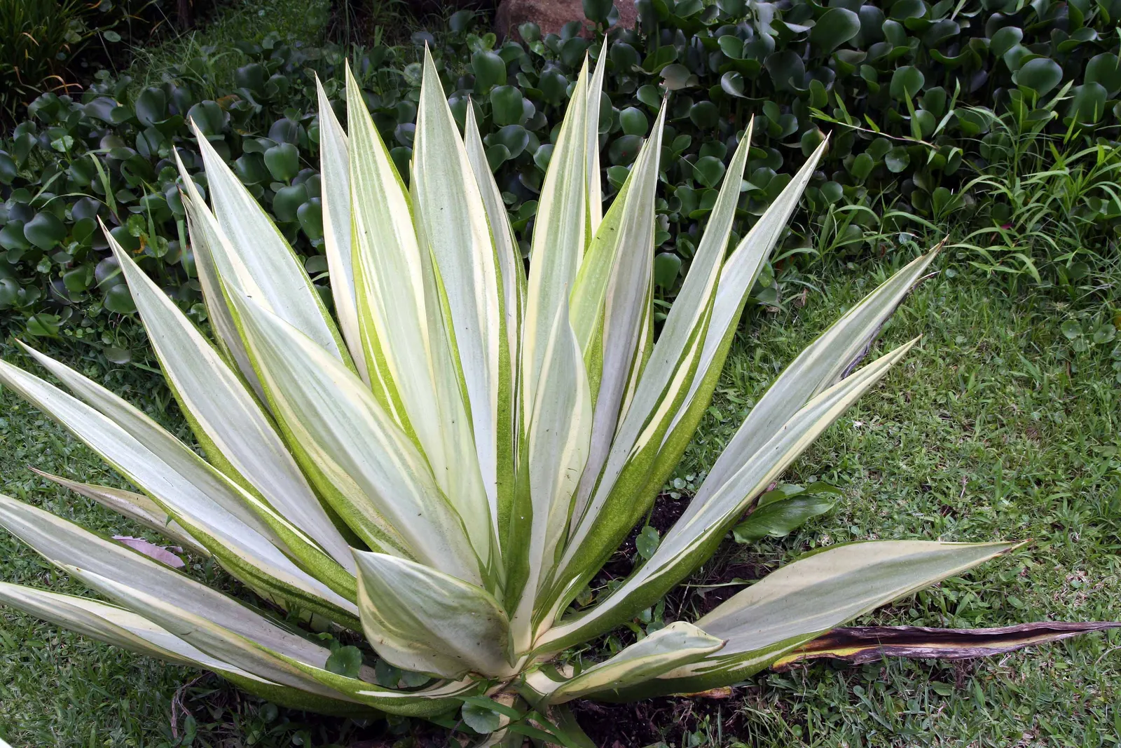 Furcraea Foetida — A drought-tolerant species ideal for xeriscaping, it thrives in full sun to partial shade; as it is generally resistant to pests and diseases