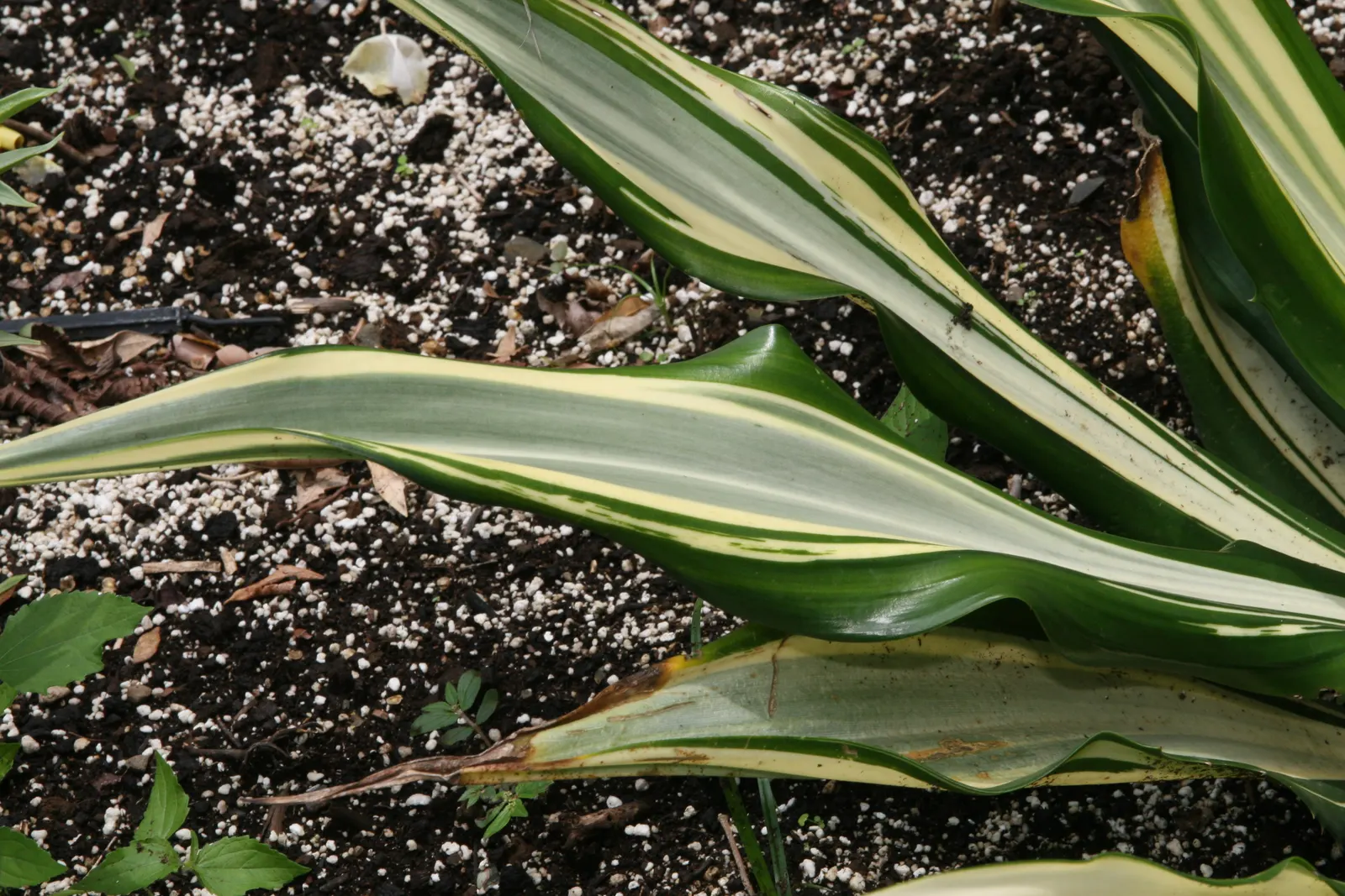 Furcraea Foetida — typically resulting in the main plant's death