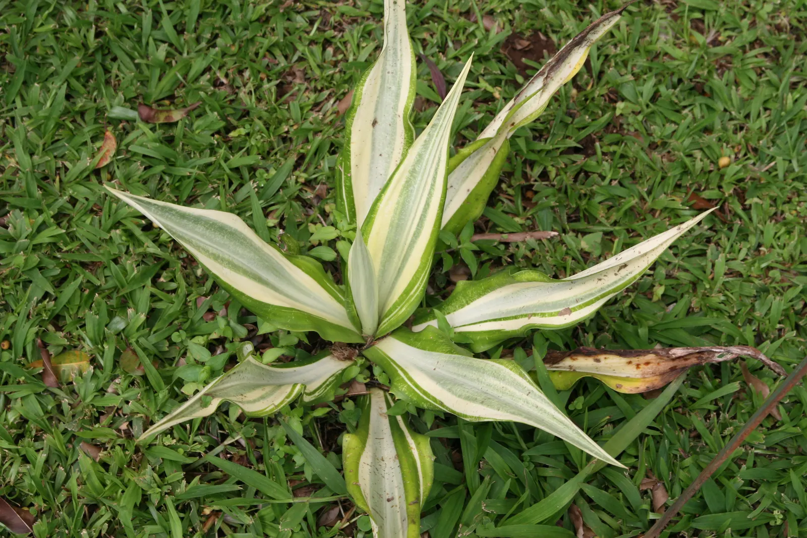 Furcraea Foetida — A drought-tolerant species ideal for xeriscaping, it thrives in full sun to partial shade