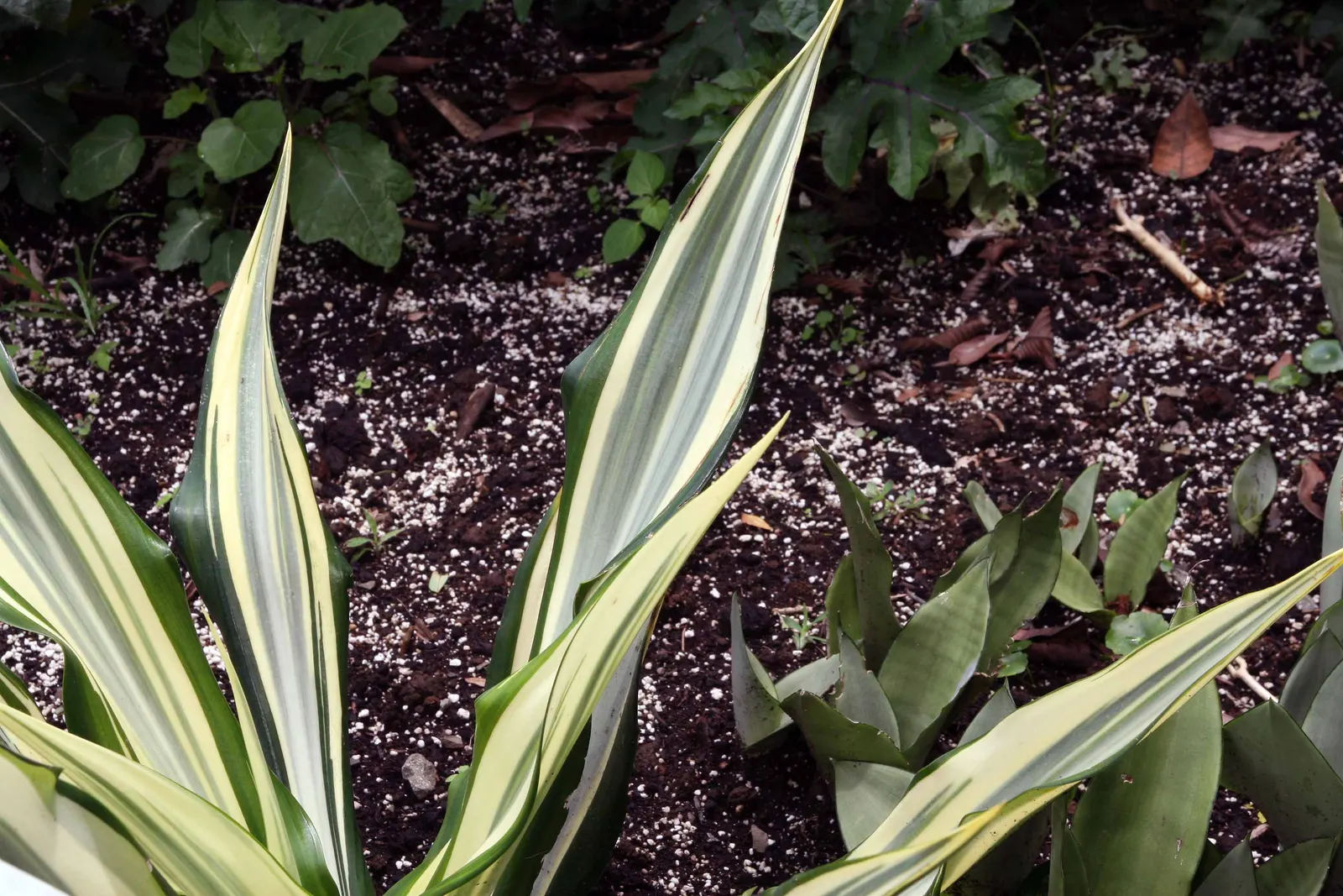 Furcraea Foetida — commonly known as Giant Cabuya; a drought-tolerant species ideal for xeriscaping, it thrives in full sun to partial shade, image 59