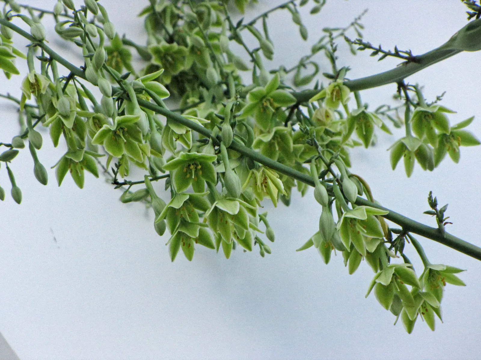 Furcraea Foetida — typically resulting in the main plant's death; succulent / tree with white blooms