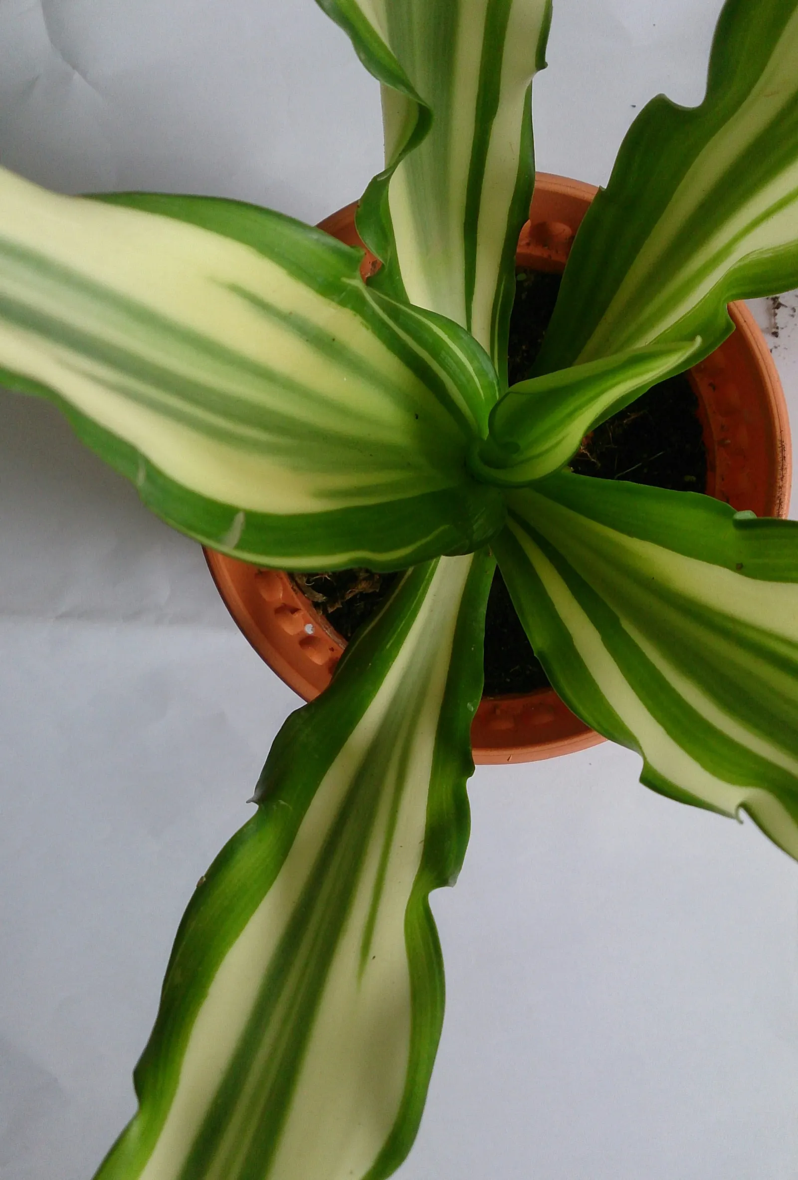 Furcraea Foetida — While generally slow-growing, image 44