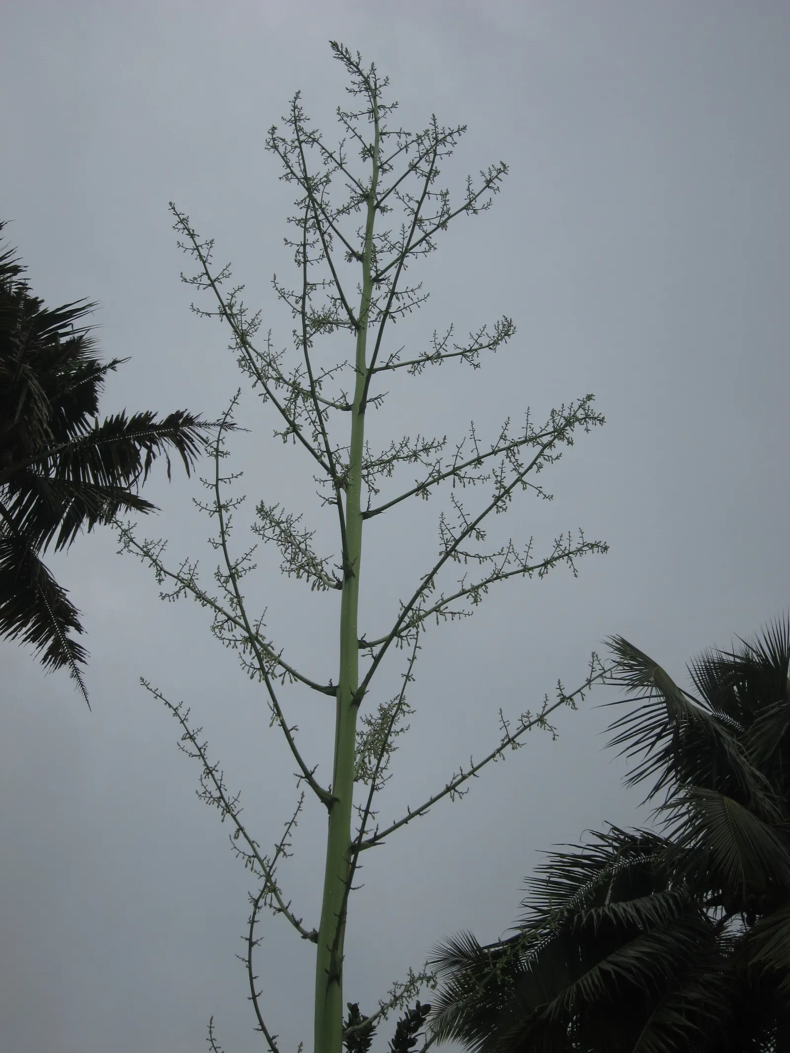 Furcraea Foetida — succulent / tree for full or half