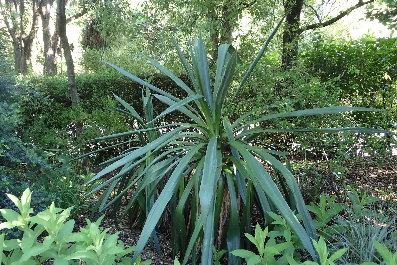 Furcraea Foetida — A drought-tolerant species ideal for xeriscaping, it thrives in full sun to partial shade; as it is generally resistant to pests, image 62